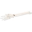 Model kostry lidské ruky s částí kosti vřetenní a loketní - spojená drátem