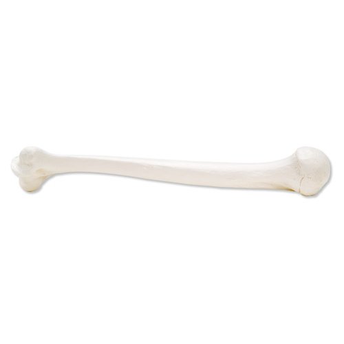 Model lidské pažní kosti