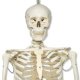 Model kostry - kostra fyziologická