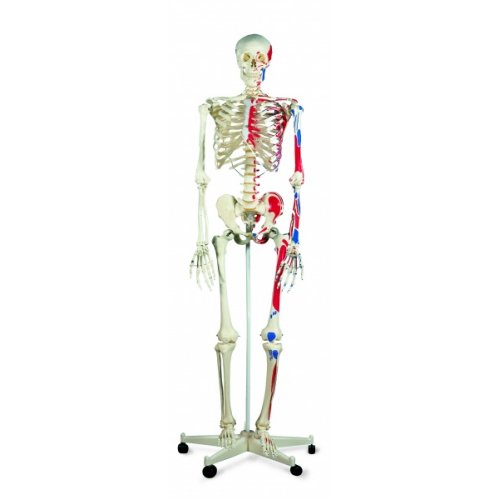 Model lidské kostry s malovanými svaly - na pojízdném stojanu