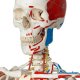Model kostry super - se svaly a vazy - závěs