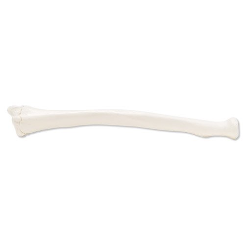 Model lidské vřetenní kosti