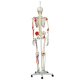 Model lidské kostry - super - se svaly a vazy