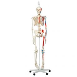 Model lidské kostry s malovanými svaly - na závěsném stojanu