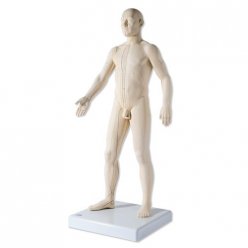 Model člověka s akupunkturními body