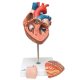Model srdce velký - 4 části