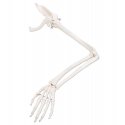 Model kostry lidské horní končetiny s lopatkou a klíční kostí