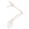 Pletenec horní končetiny a samotná volná horní končetina vytvářejí model lidské horní končetiny. V tomto modelu horní končetiny je znázorněna lopatka, klíční kost, pažní kost, vřetenní kost, loketní kost, zápěstní kůstky, záprstní kůstky a články prstů. Všechny kosti jsou k sobě připojeny drátkem.
