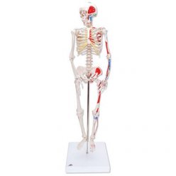 Mini model lidské kostry - s malovanými svaly - na stojanu