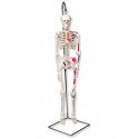 Mini model lidské kostry - s malovanými svaly - na závěsném stojanu