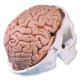Model lidské lebky s mozkem - 8 částí
