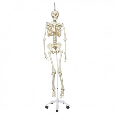 Model lidské kostry - funkční - na závěsném stojanu